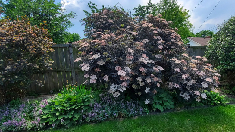 A Black Lace elderberry in full bloom in a residential backyard.