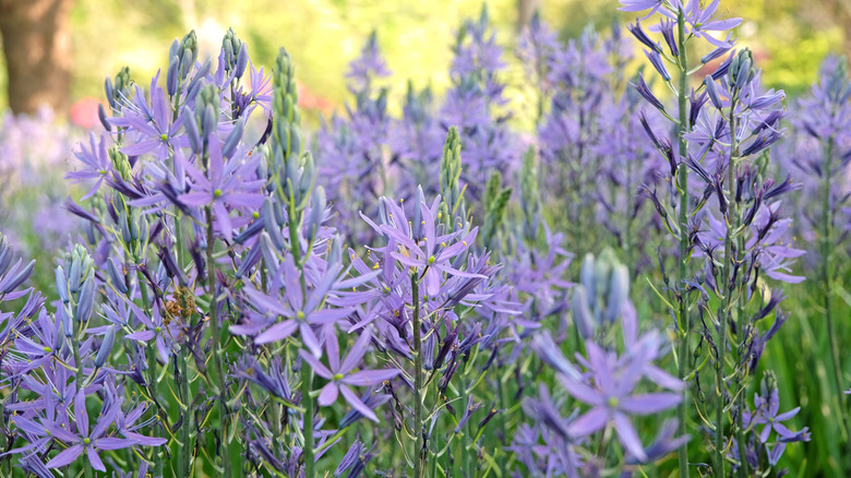 A striking display of camas lilies in bloom.