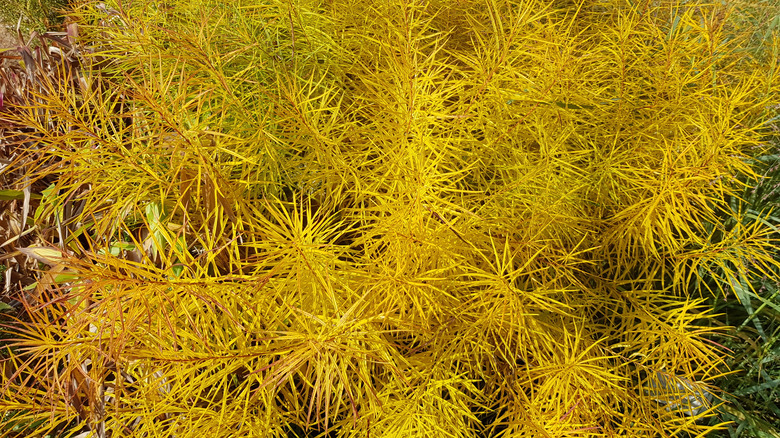 The feathery foliage of blue star (Amsonia hubrichtii) that has turned golden in the fall.