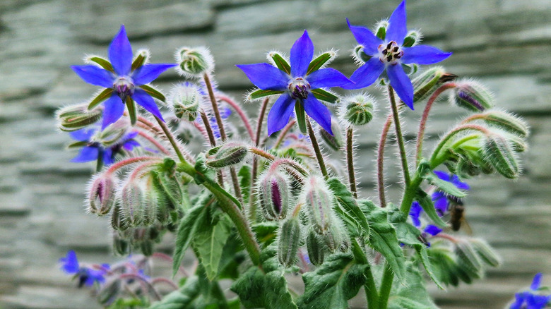 The bright blue flowers of the borage plant.