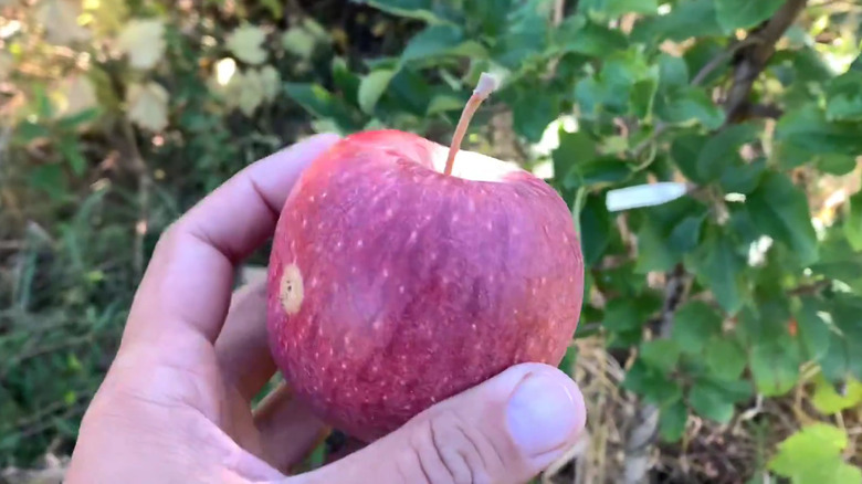 A hand holds a cameo apple with a light yellow undertone and red stripes.