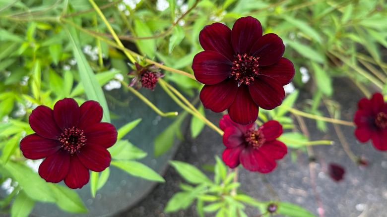 A closeup photograph of the rich burgundy of chocolate cosmos flowers.