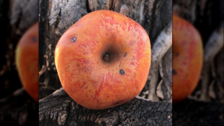 A Colorado orange apple with orange skin photographed against a tree trunk.