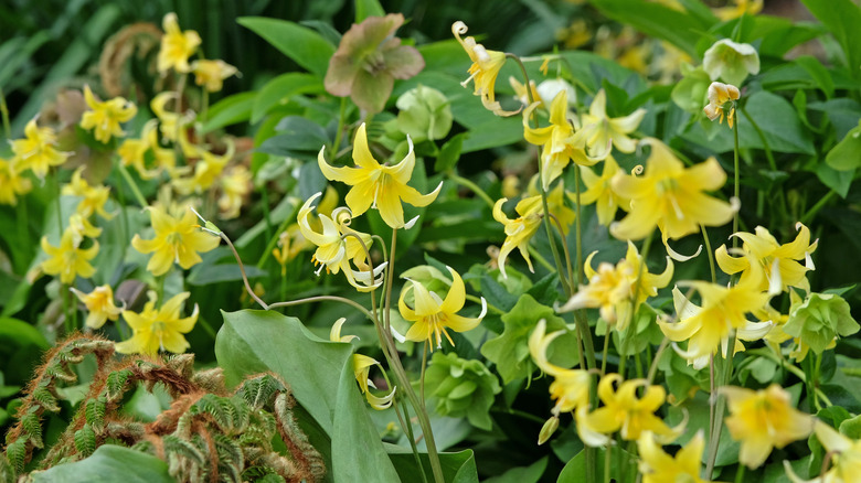dog-toothed violet in full bloom