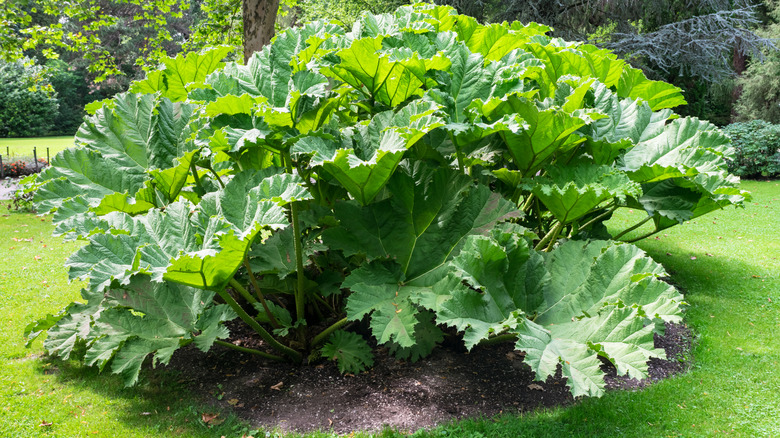 A giant rhubard plant with its enormous leaves grows in a lawn.