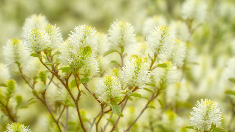 The Mount Airy fothergilla shrub produces beautiful bottlebrush blooms in the spring.