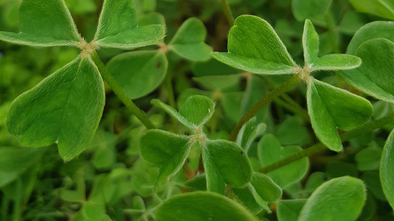 The yellow flower and green tri-leafed leaves of an oxalis tuberosa or oca.