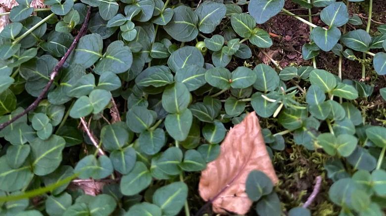 A partridge berry grown in a garden as a low-maintenance ground cover.