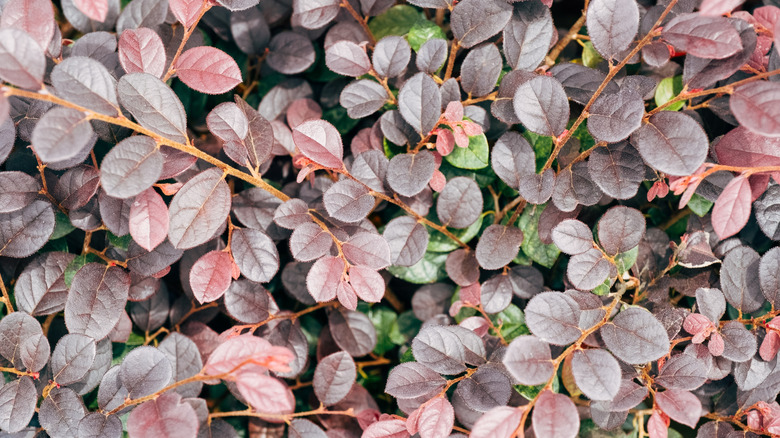 A closeup of Purple Daydream dwarf loropetalum.