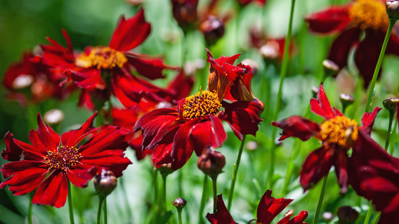 Red Satin coreopsis (tickseed) flowers.
