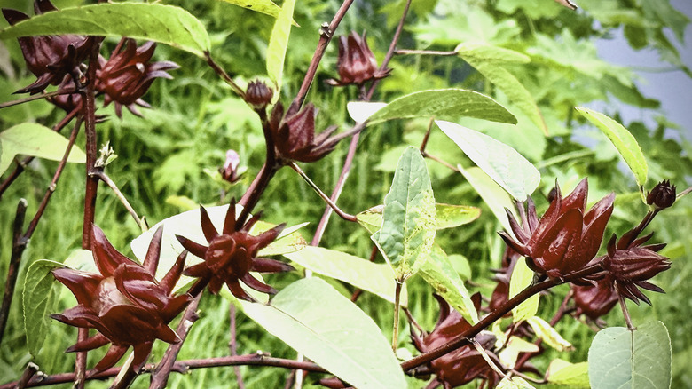 A roselle shrub with lots of large maroon calyxes on the branches.