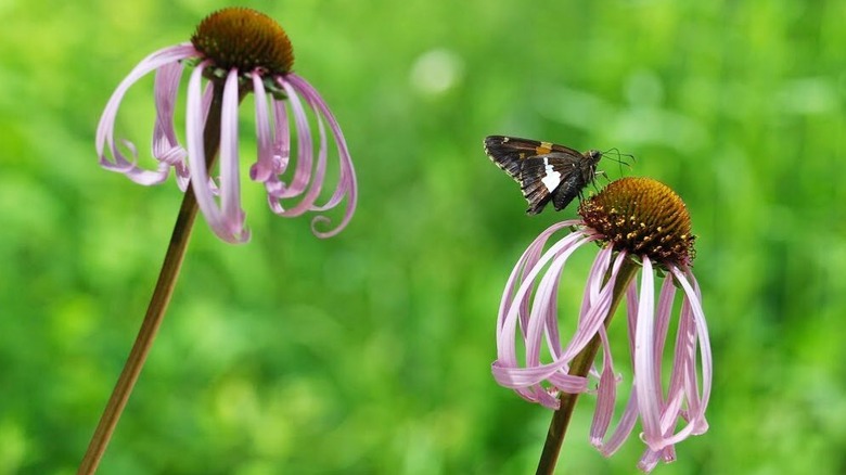 Smooth purple coneflower (Echinacea laevigata) flowers with a butterfly resting on one.