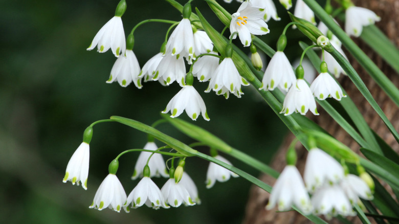 The dainty white and green flowers of summer snowflake in bloom.