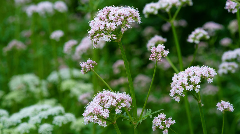 Valeriana officianalis flowers blooming on tall green stalks.