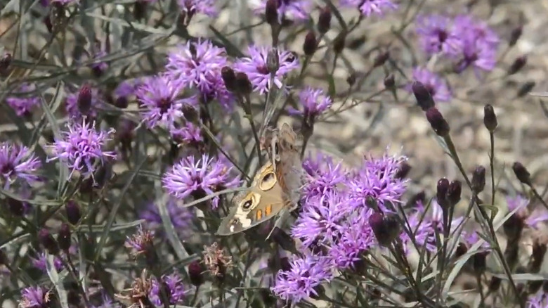 A butterfly rests on a dense purple flower of Vernonia Summer's Swan Song.