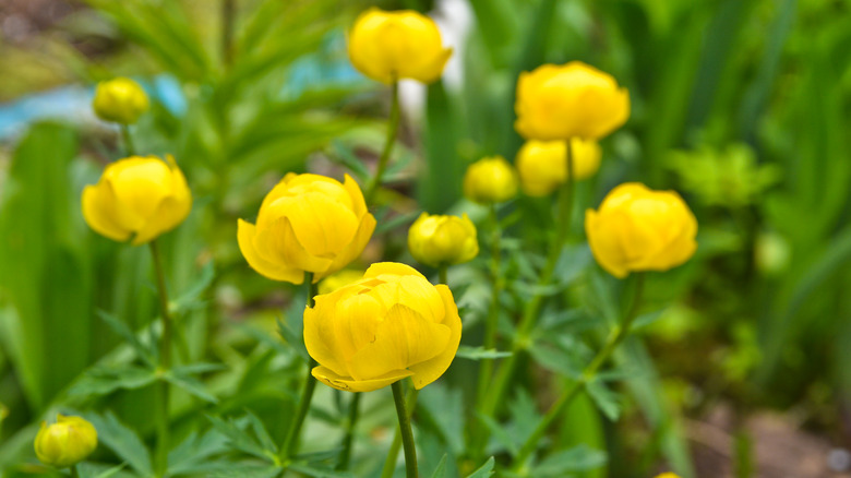 il globo giallo fiorisce nell'erba