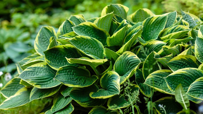 pianta hosta verde e gialla