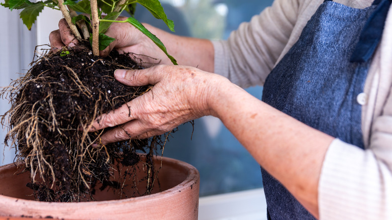 person holding plant's root ball
