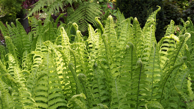 foglie di felce verde