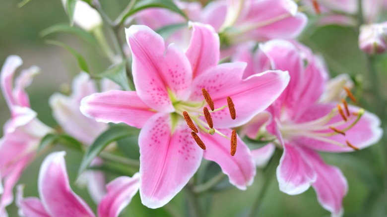 gigli rosa che fioriscono sulla pianta