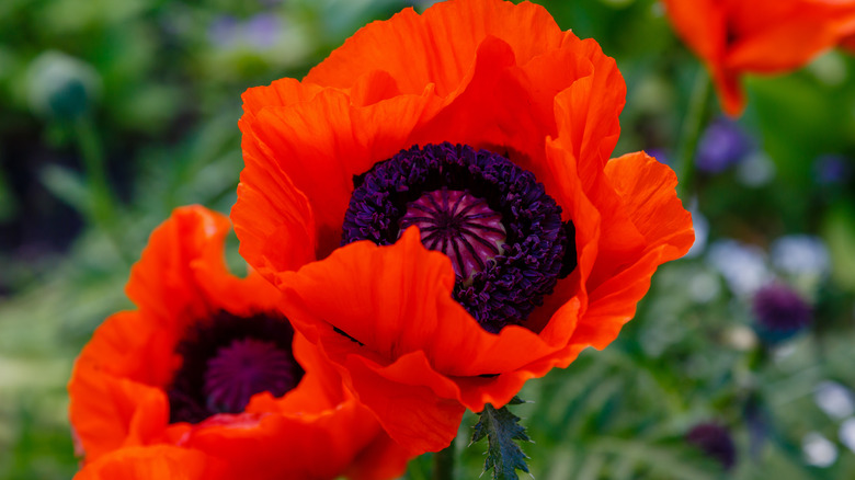papaveri orientali arancioni in fiore