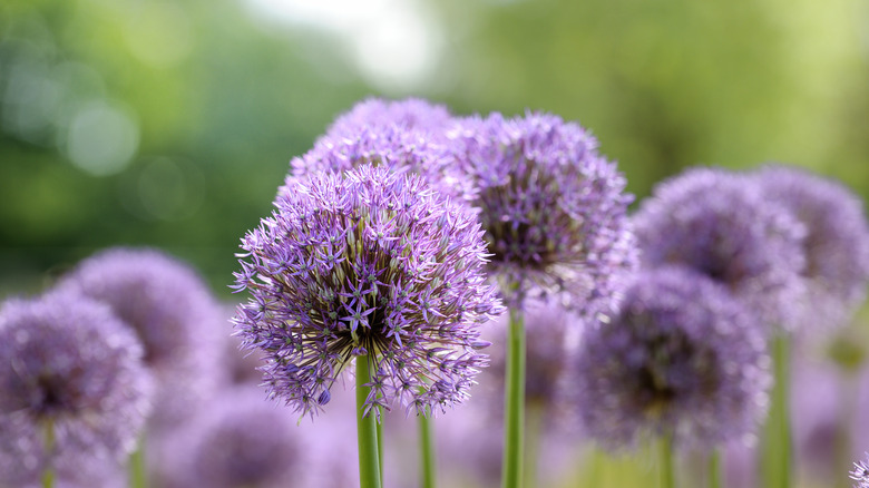 fiori di cipolla ornamentali viola