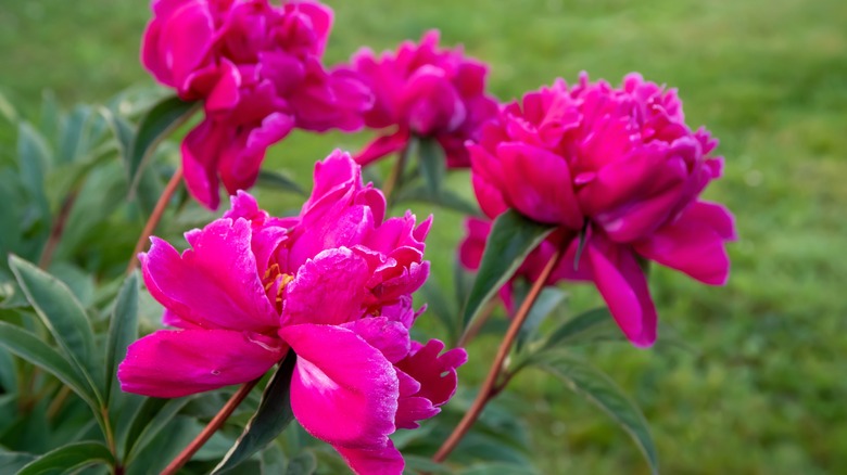 peonie rosa nel giardino