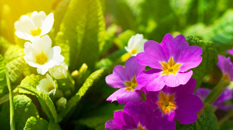 fiori di primula viola e bianchi