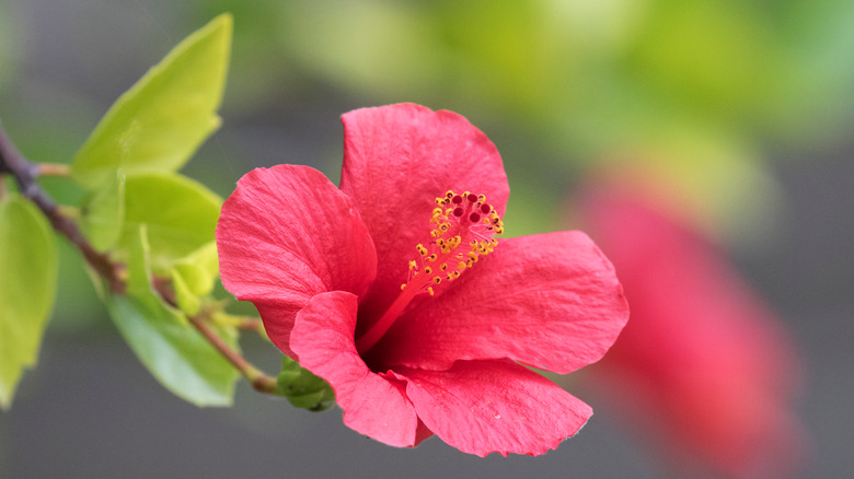 primo piano del fiore di ibisco rosa 