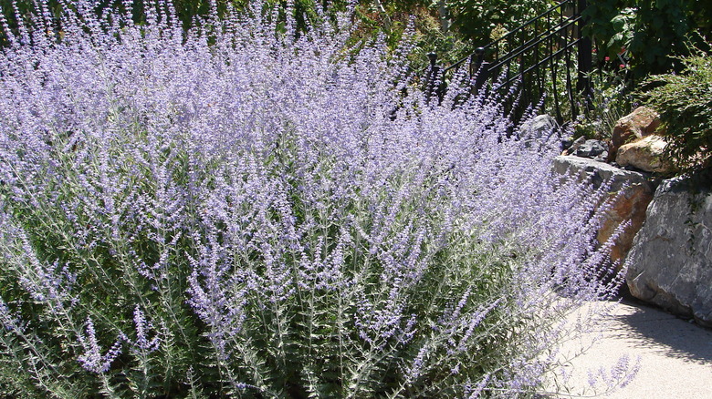 Pianta di salvia russa viola