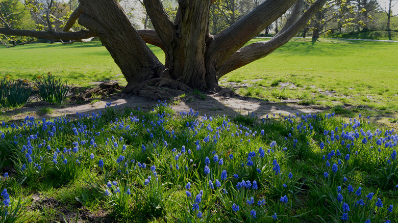 Grape hyacinths growing under tree