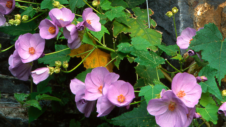 purple suntense flowers in bloom