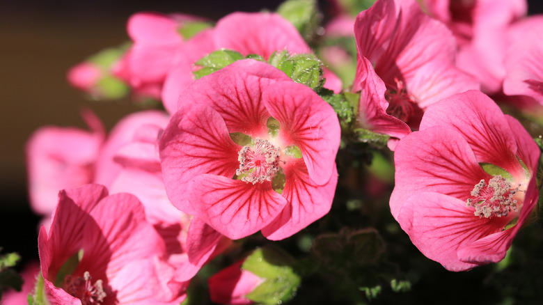 pink blooming African mallows
