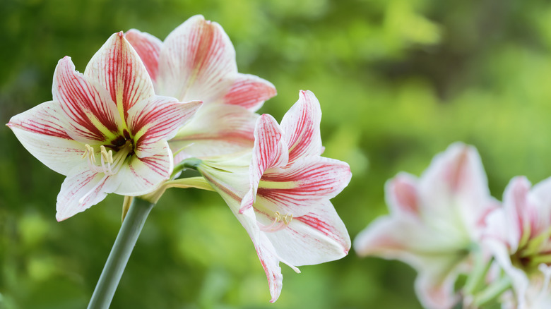 pink and white amaryllis flowers