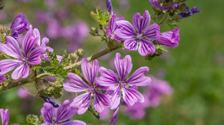 purple flowers of a common mallow