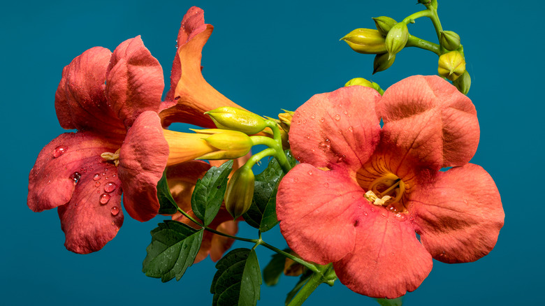 a blooming crossvine plant