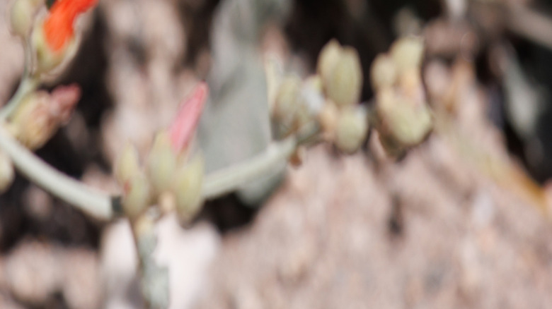 orange flowering desert globemallows