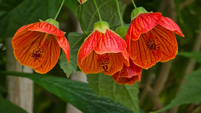 flowering maple with orange blooms