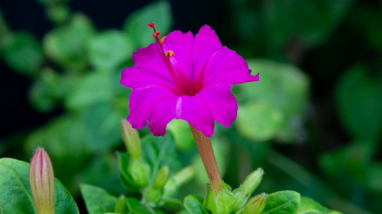 a purple four o'clock flower in bloom