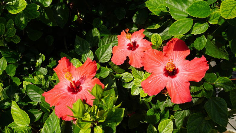 red hibiscus flower in bloom