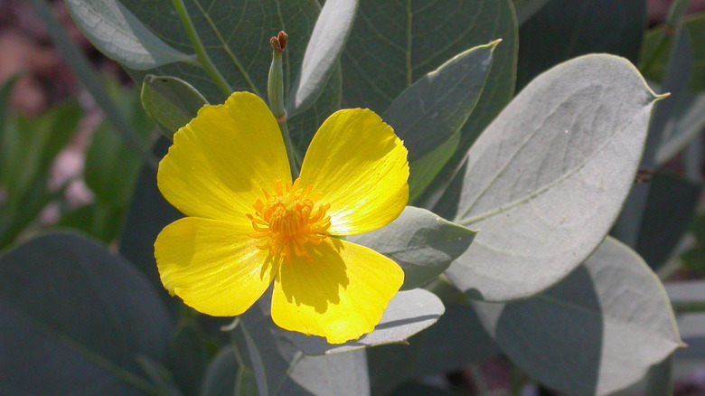 yellow blooms of island bush poppy