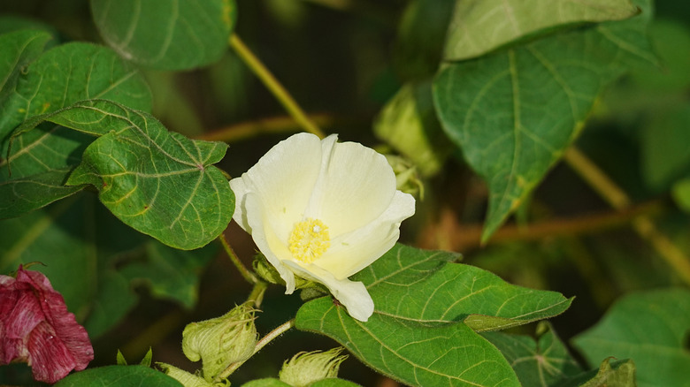a white levant cotton flower