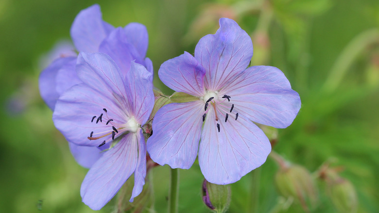 purple flowers of meadow cranesbill in a field