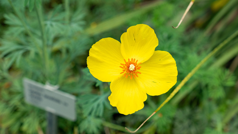 a yellow Mexican tulip poppy