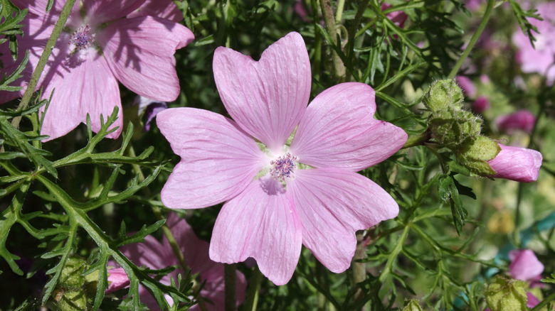 light purple flowers of musk mallow