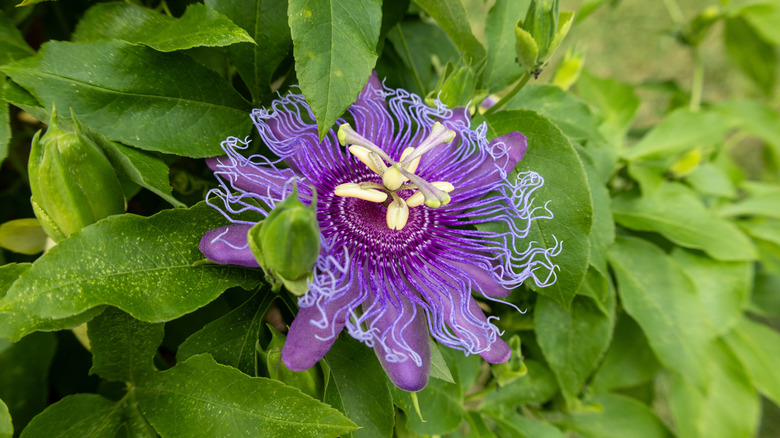 a purple passion flower in bloom