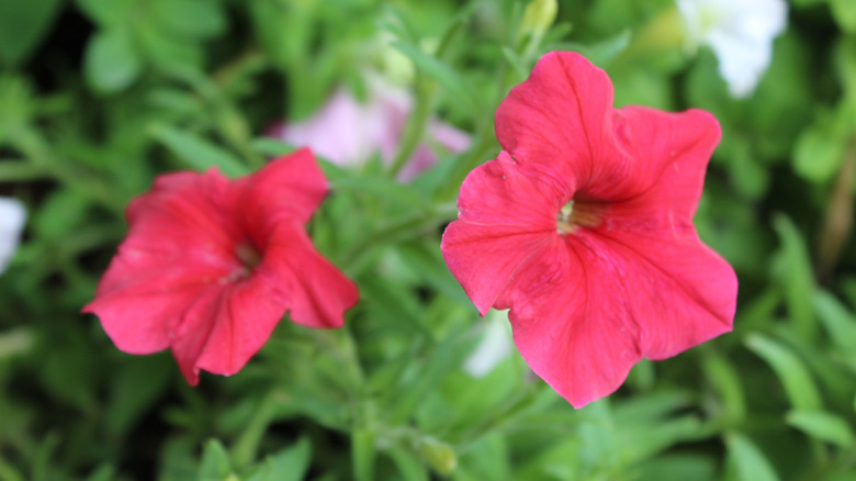red petunia flowers in bloom