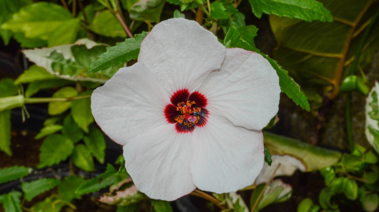 a pink pavonia in bloom with white petals and a red center