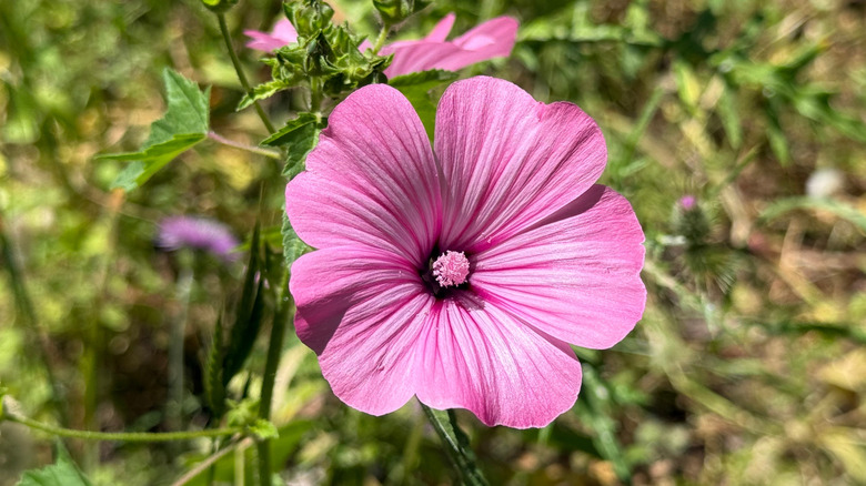 pink blooms of tree mallow