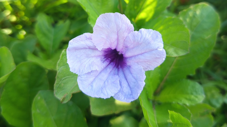 a purple wild petunia